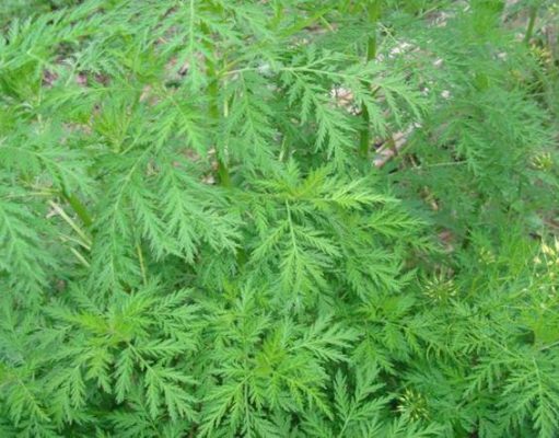 TINH KHÍ THẦN LƯỢC GIẢI (Khí Công Y Khoa) – P6 „…Tố….“