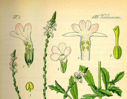 Đã tìm thấy nguồn Mã tiền thảo tươi ở Ninh Bình