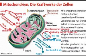 Mitochondria Medizin (Y học Ti thể) và Immunonkologie (Liệu pháp Ung thư học Miễn dịch)- Cung cấp Tư Liệu