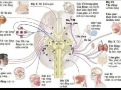 „VỆT THIỀU QUANG“: NHỮNG CHẤN ĐỘNG ÂM THANH TỪ NGÔN NGỮ VIẾT