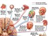 GIẢI MÃ VÀ THỰC HÀNH TRẠNG THÁI “BUÔNG THƯ “ THEO CẤU TRÚC VẬT LÝ CỦA HƠI THỞ CƠ HOÀNH”