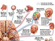 GIẢI MÃ VÀ THỰC HÀNH TRẠNG THÁI “BUÔNG THƯ “ THEO CẤU TRÚC VẬT LÝ CỦA HƠI THỞ CƠ HOÀNH”